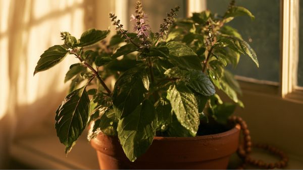 A close-up photograph of a lush holy basil plant in a terracotta pot on a sunlit windowsill.