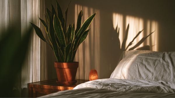 A tall, dark green snake plant with yellow-edged leaves stands in a terracotta pot on a wooden nightstand beside a neatly made bed with white linen sheets.
