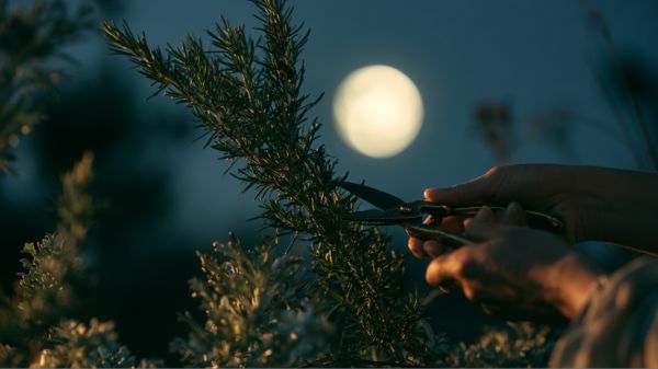 Hands using pruning shears to harvest fresh rosemary and herbs at night under the bright light of a full moon.