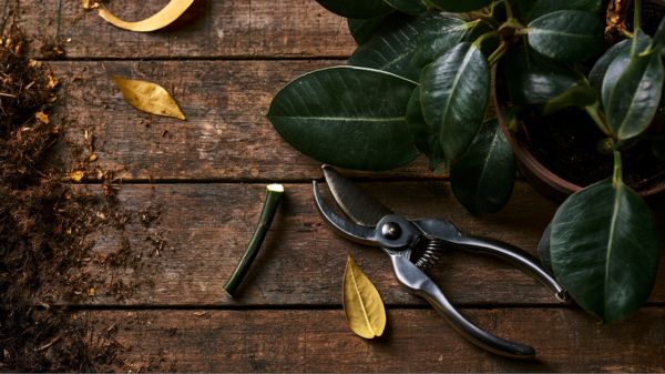 Pruning shears and a freshly trimmed houseplant sitting on a wooden table beneath a waning moon.